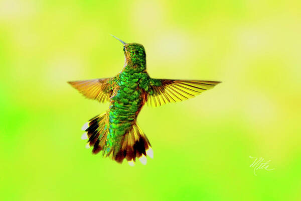 Female Ruby Throat Poster featuring the photograph Hummingbird Back by Meta Gatschenberger