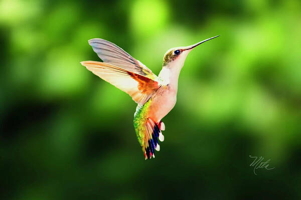 Female Ruby Throat Poster featuring the photograph Hummingbird Hovering by Meta Gatschenberger