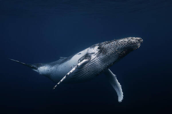 Whale Poster featuring the photograph Humpback Whale In Blue by Barathieu Gabriel