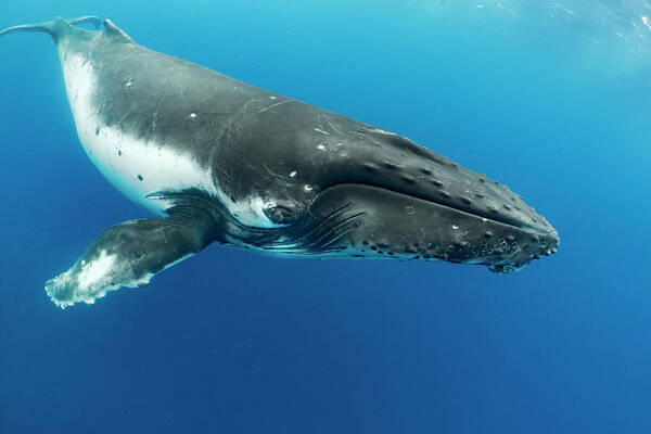 Animals Poster featuring the photograph Humpback Whale, Vavau, Tonga by Tui De Roy