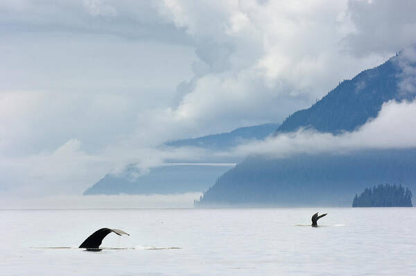 Scenics Poster featuring the photograph Humpback Whales Diving by Mike Hill