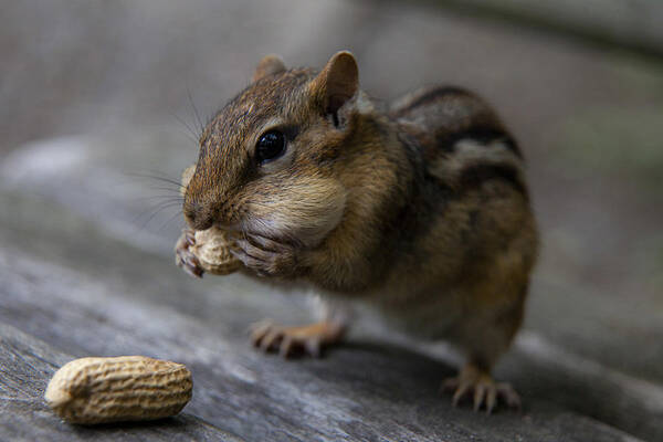 Animals 
Chipmunk
Nature 
Macro Poster featuring the photograph Hungry Chipmunk by Hassan Dehdaran Jabry