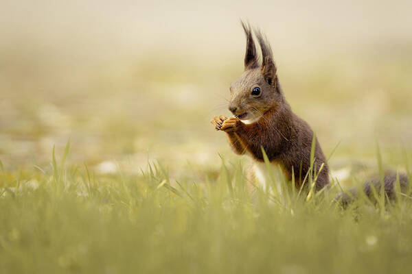 Squirrel Poster featuring the photograph Hungry Squirrel by Hannes Bertsch