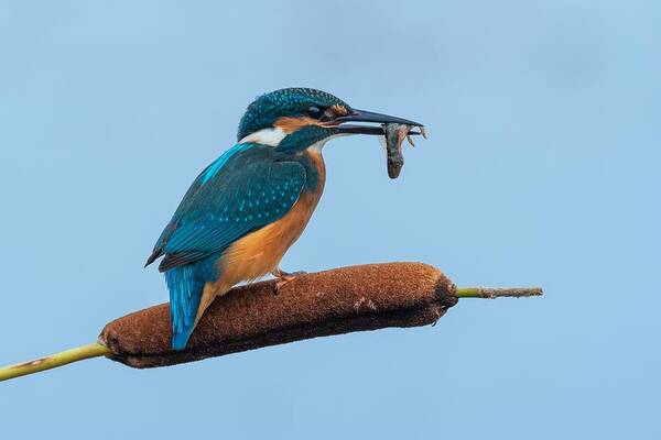Kingfisher Poster featuring the photograph Hunter by Rostislav Kralik