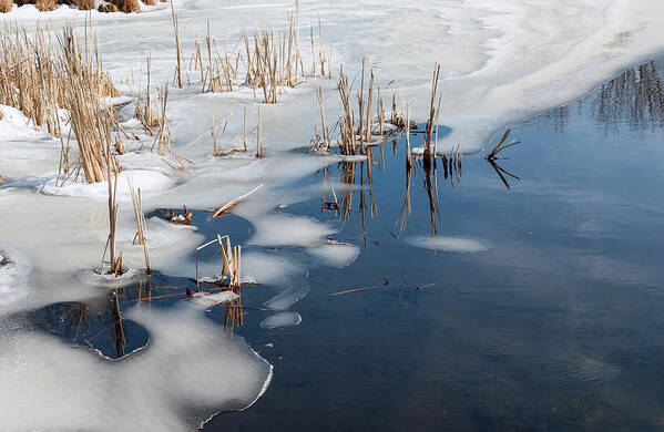 Ice And Snow With Reeds On Pond Poster featuring the photograph Ice And Snow With Reeds On Pond by Anthony Paladino