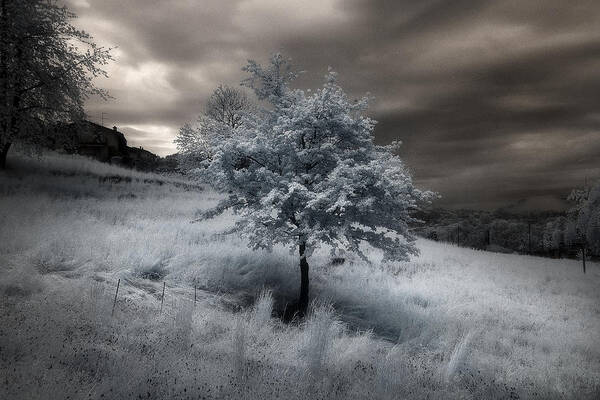 Infrared Poster featuring the photograph Infrared Spring by Filippo Manini