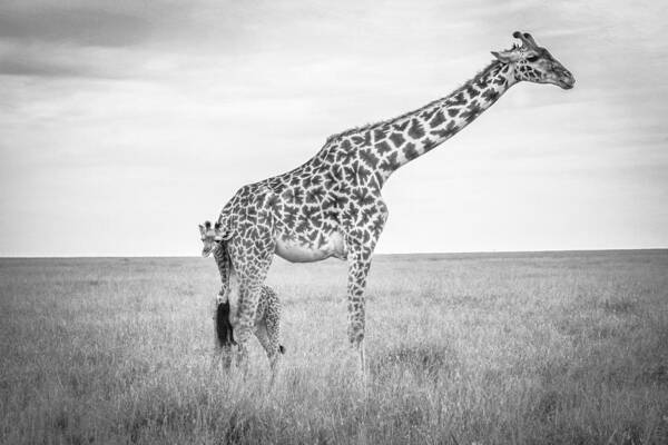 Giraffe Poster featuring the photograph Innocence by Jeffrey C. Sink
