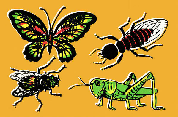Animal Poster featuring the drawing Insects by CSA Images