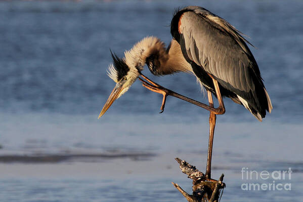Great Blue Heron Poster featuring the photograph Itchy - Great Blue Heron by Meg Rousher