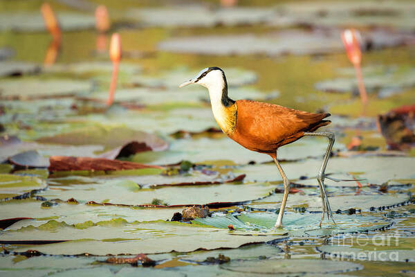 Africa Poster featuring the photograph African Jacana #1 by Timothy Hacker