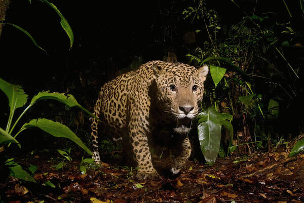 Sebastian Kennerknecht Poster featuring the photograph Jaguar Prowling Nightime Rainforest by Sebastian Kennerknecht