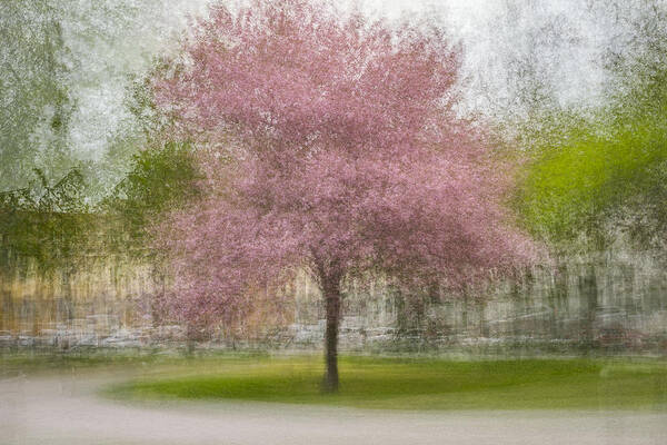 Impressionism Poster featuring the photograph Japanese Cherry Tree In Eskil's Park by Arne stlund