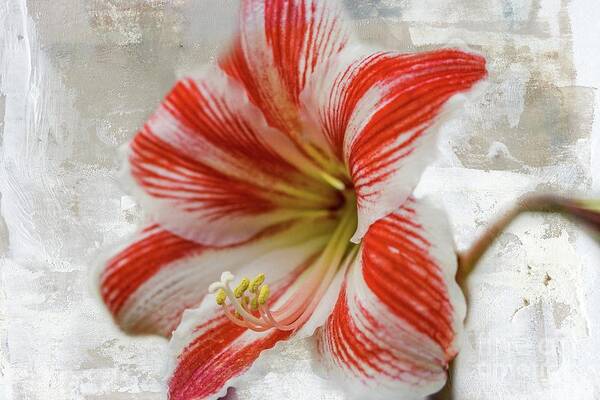 Amaryllis Poster featuring the photograph Jersey Lily by Eva Lechner