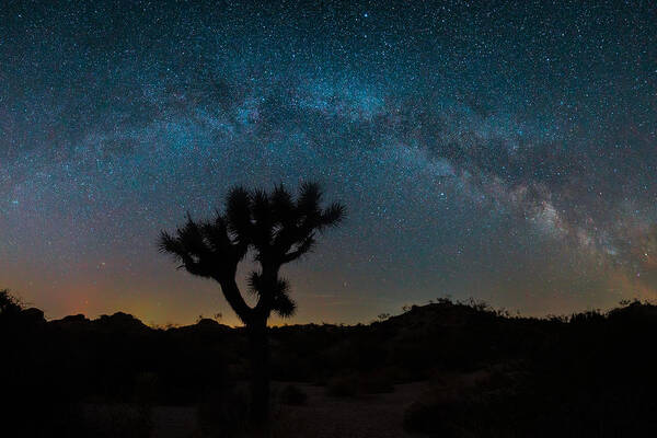 Starry Poster featuring the photograph Joshua Tree Under Stars by Jay Zhu