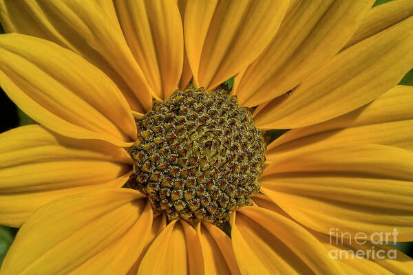 Flowers Poster featuring the photograph Journey To The Center Of A Flower by Kathy Baccari