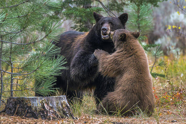 Bears Poster featuring the photograph Jt4_8235 by John T Humphrey