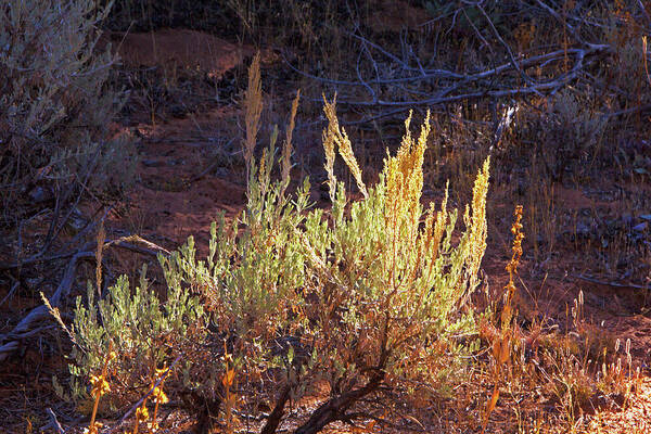 Kanab Coral Sand Dunes Desert Scrub Greens And Yellows Poster featuring the photograph Kanab Coral Sand Dunes desert scrub greens and yellows 6670 by David Frederick