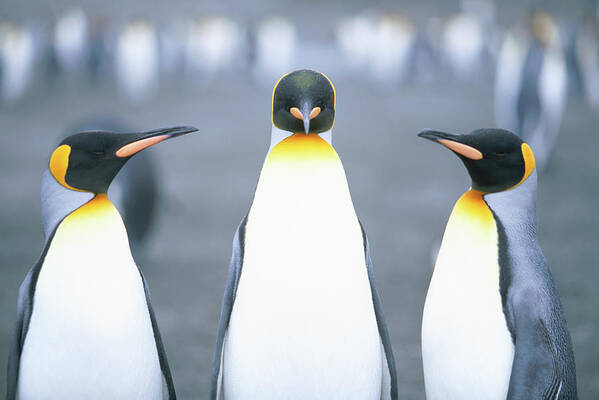 Coordination Poster featuring the photograph King Penguins Aptenodytes Patagonicus by Paul Souders