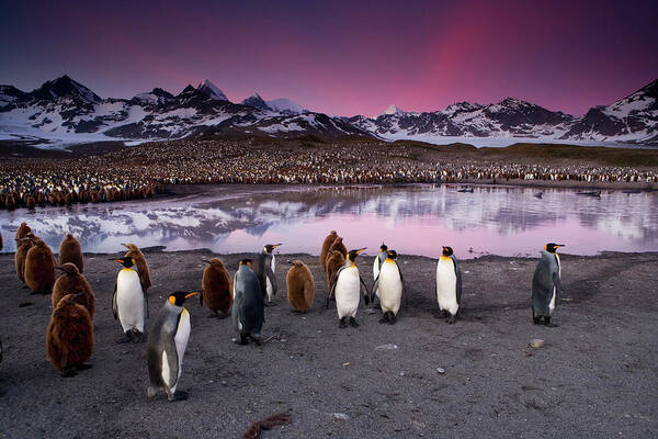 Vertebrate Poster featuring the photograph King Penguins In A Breeding Colony by Mint Images - Art Wolfe