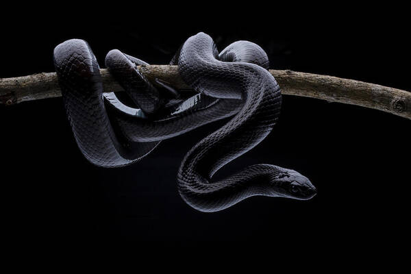Snake Poster featuring the photograph King Snake by Shikhei Goh
