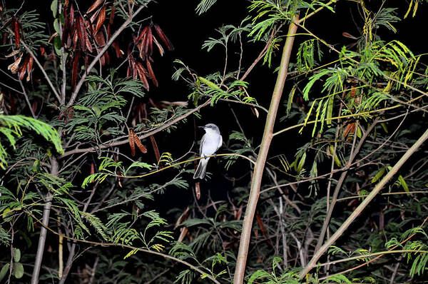 Gray Kingbird Poster featuring the photograph Kingbird at Night by Climate Change VI - Sales