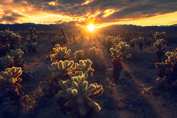 Desert Poster featuring the photograph Kingdom Of Chola by Atanu Bandyopadhyay