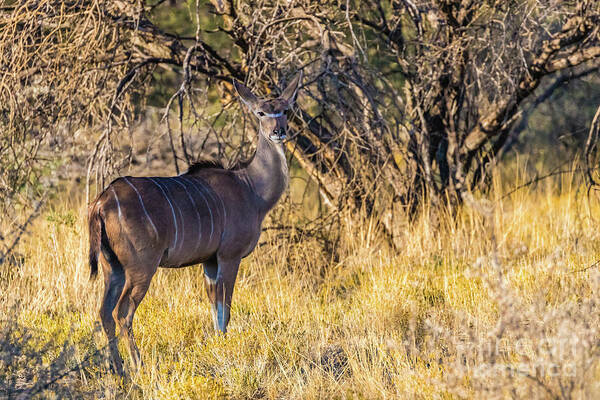 Kudu Poster featuring the photograph Kudu, Namibia by Lyl Dil Creations