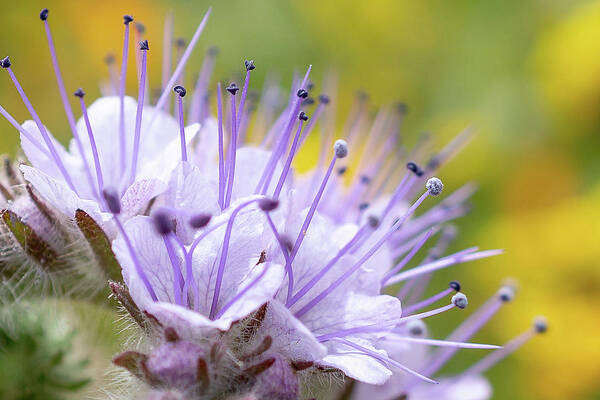 Lacy-phacelia Poster featuring the photograph Lacy Phacelia Flower by Mariola Szeliga