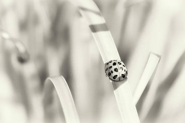 Insect Poster featuring the photograph Ladybug by Karen Smale