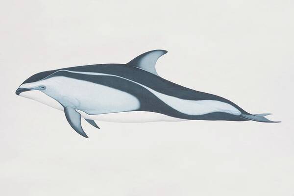 White Background Poster featuring the digital art Lagenorhynchus Obliquidens, Pacific by Martin Camm