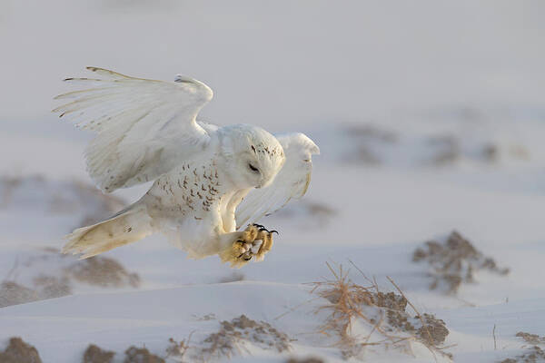 Owl Poster featuring the photograph Landing by Cheng Chang