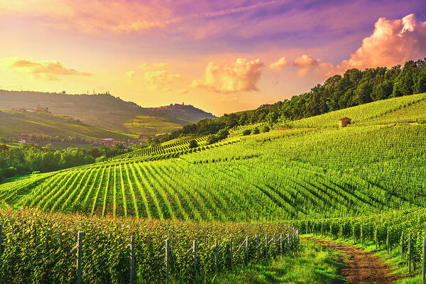 Vineyards Poster featuring the photograph Barolo Vineyards at Sunset by Stefano Orazzini