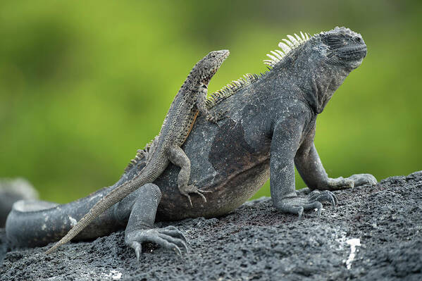Animal Poster featuring the photograph Lava Lizard Atop Marine Iguana by Tui De Roy