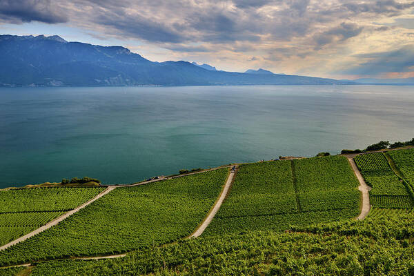 Sunrays Poster featuring the photograph Lavaux vineyards. Leman Lake. Alps. Switzerland. UNESCO by Guido Montanes Castillo