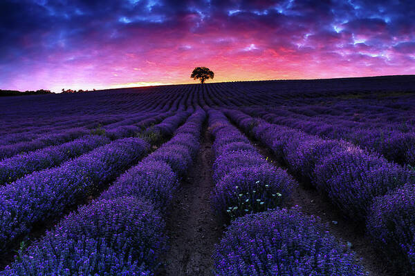 Afterglow Poster featuring the photograph Lavender Dreams by Evgeni Dinev