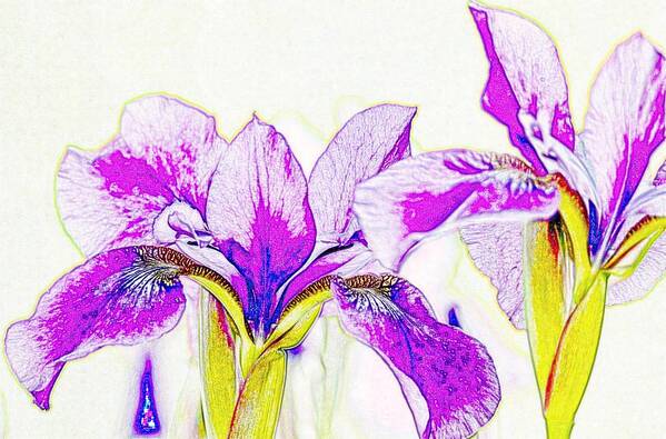 Original Art Poster featuring the photograph Lavender Irises by Susan Rydberg