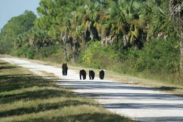 Florida Poster featuring the photograph Leader of the Pack by Lindsey Floyd