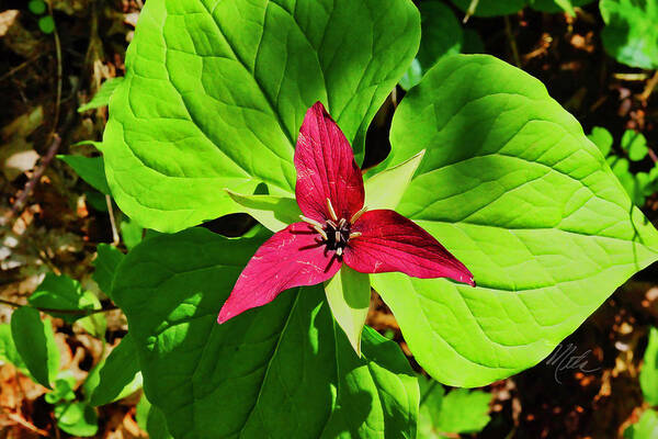 Red Trillium Poster featuring the photograph Leafy Red Trillium by Meta Gatschenberger
