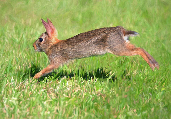 Rabbit Poster featuring the photograph Leaping Leporidae by Art Cole