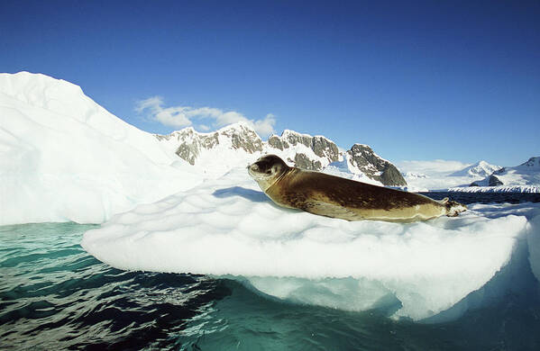 Extreme Terrain Poster featuring the photograph Leopard Seal Hydrurga Leptonyx On Ice by Eastcott Momatiuk