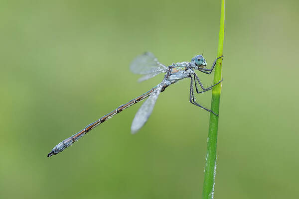 Animal Themes Poster featuring the photograph Lestes Dryas Male Emerald Spreadwing by Martin Ruegner