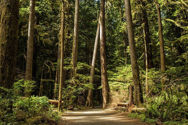 Hiking Trail Poster featuring the photograph Let's go hiking, Olympic National Park, Mary Mere Fall, Washington by Julieta Belmont