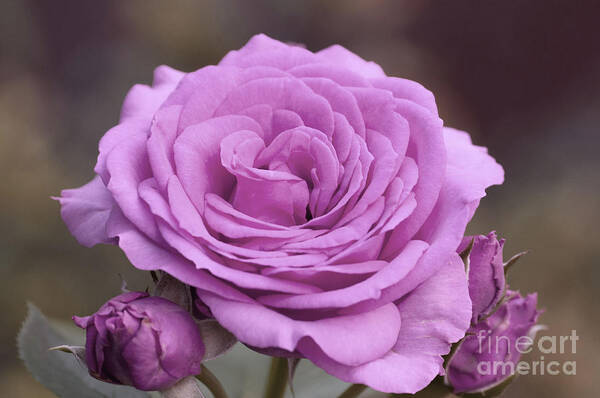 Color Poster featuring the photograph Light Lilac Pink Rose #1 #floral #art by Anitas and Bellas Art