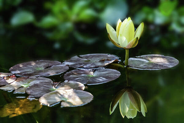 Outdoors Poster featuring the photograph Lily In The Pond by Silvia Marcoschamer
