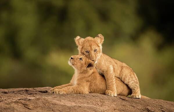 Kenya Poster featuring the photograph Lion Cubs by Narasimhan