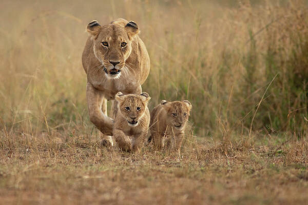 Animal Themes Poster featuring the photograph Lioness With Cubs by Santanu Nandy