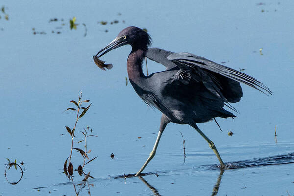 Little Blue Heron Poster featuring the photograph Little Blue Heron with Fish by Ken Stampfer