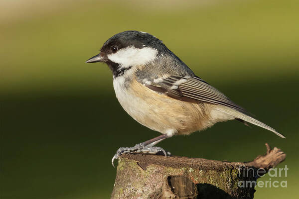 Log Poster featuring the photograph Little wild coal tit on a log cose up by Simon Bratt