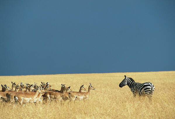 Plains Zebra Poster featuring the photograph Lone Burchells Zebra And Herd Of Impala by Paul Souders