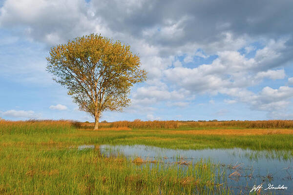 Autumn Poster featuring the photograph Lone Tree by a Wetland by Jeff Goulden